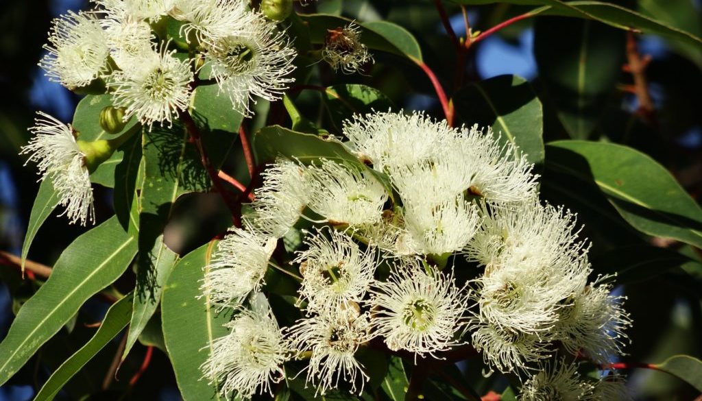 eucalyptus-flower-777903_1920